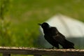 Spooky black bird on the wooden railing