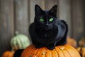 A spooky black cat with glowing green eyes sitting on a pumpkin Halloween Cat on pumpkin Royalty Free Stock Photo