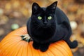 A spooky black cat with glowing green eyes sitting on a pumpkin Halloween Cat on pumpkin Royalty Free Stock Photo