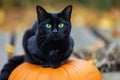 A spooky black cat with glowing green eyes sitting on a pumpkin Halloween Cat on pumpkin Royalty Free Stock Photo