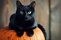 A spooky black cat with glowing green eyes sitting on a pumpkin Halloween Cat on pumpkin Royalty Free Stock Photo