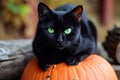 A spooky black cat with glowing green eyes sitting on a pumpkin Halloween Cat on pumpkin Royalty Free Stock Photo