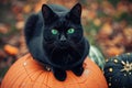 A spooky black cat with glowing green eyes sitting on a pumpkin Halloween Cat on pumpkin Royalty Free Stock Photo