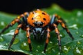 Spooky black orange spider sits on wet leaf on dark background, macro view. Close up portrait of scary wild small animal like Royalty Free Stock Photo