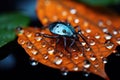 Spooky black spider or beetle sits on wet orange leaf in dark forest, macro view. Close up portrait of scary wild small animal,