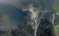 Spooky cottonwood tree at night Royalty Free Stock Photo