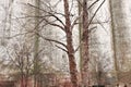 Spooky Creepy Details of Concrete Wall with Bare Trees on a Atmospheric Dreary Day