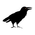 Spooky crow silhouette. Cawing bird illustration. Royalty Free Stock Photo