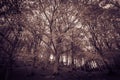 Spooky dark forest Royalty Free Stock Photo