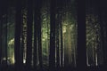 Spooky Dark Forest and Rain