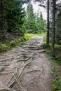 Spooky, dark and narrow mountain trail through lush coniferous forest with dense roots network on the ground, Tatra Mountains, Royalty Free Stock Photo