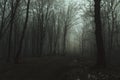 Spooky dark trail in foggy forest with light in the distance Royalty Free Stock Photo