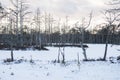 Spooky dead pines on little islands of frozen swamp lake Royalty Free Stock Photo