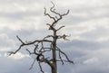 Spooky dead tree