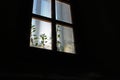 Spooky dirty window in the dark with dead insects, creeping plant and spider web