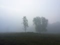 Spooky early misty morning. Trees in the fog Royalty Free Stock Photo