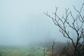 A spooky, eerie edit of a close up twigs in winter, with the trees blurred in the distance silhouetted by fog