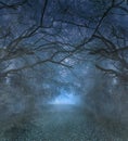 Spooky Halloween misty foggy forest night Royalty Free Stock Photo