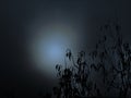 Spooky or eerie look, with fog or mist over moon. Soft focus night scene of full moon and bare tree branches, in hazy, cloudy sky