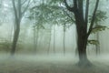 Spooky foggy forest trail during autumn Royalty Free Stock Photo