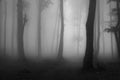 Spooky foggy forest trail during autumn Royalty Free Stock Photo