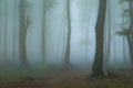 Spooky foggy forest trail during autumn Royalty Free Stock Photo