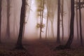 Spooky foggy forest trail during autumn Royalty Free Stock Photo