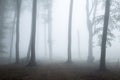 Spooky foggy forest trail during autumn Royalty Free Stock Photo