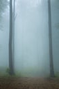 Spooky foggy forest trail during autumn Royalty Free Stock Photo