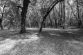 Spooky forest in black and white, black forest