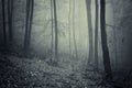 Spooky forest with blue fog on Halloween Royalty Free Stock Photo