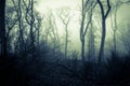 A spooky forest on a misty day in winter, with a glowing eerie sky. With a blue green scary edit