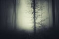 Spooky forest with mysterious fog at night Royalty Free Stock Photo