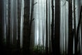 Spooky Forest of Narrow Trees on Foggy Morning Royalty Free Stock Photo