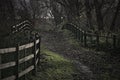 Spooky forest pathway