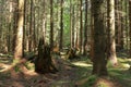 Spooky forest, rotting tree stumps, sun rays shining through the crowns of trees.