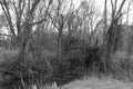 Spooky forest trees marsh grayscale black white