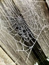 Spooky frosty cobweb