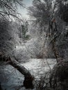 Beautifully frozen forest winter background