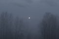 Spooky full moon visible through fog and clouds with scary baron trees in foreground for a Halloween night concept