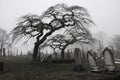 Spooky graveyard scene with scary trees a