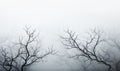 Spooky Halloween dead mysterious forest creepy trees with twisted branches misty night forest. Scary concept. in fog Royalty Free Stock Photo