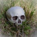 Spooky Halloween decor: Plastic skull nestled in eerie grass, perfect for haunted house ambiance