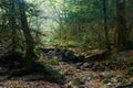 Spooky halloween forest with a fallen tree