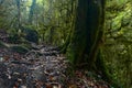 Spooky halloween mossy forest