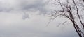 Spooky Halloween Oak Tree Against Ominous Skies Quercus Royalty Free Stock Photo