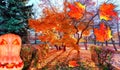 Halloween pumpkin and red maple leaves on background of sunset alley