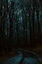 Spooky horror night forest path