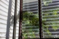 A spooky leaf shadow background view with light shining through a glass louvered window Royalty Free Stock Photo