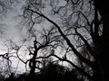 Spooky leafless branches Royalty Free Stock Photo